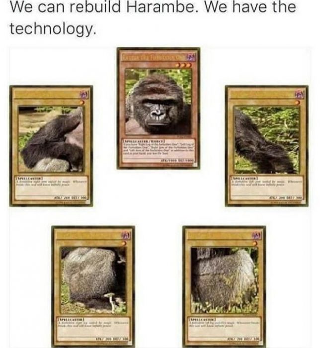 meme harambe