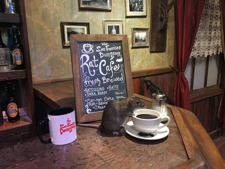 Café para ratas