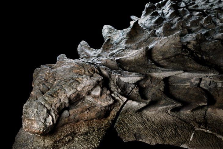 fossil nodosaurio