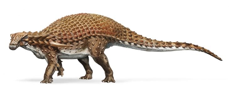 fossil nodosaurio