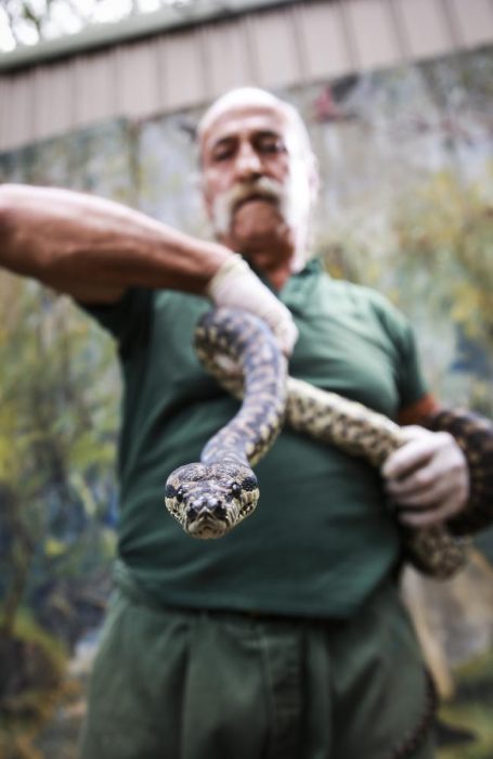 pitón en rehabilitación