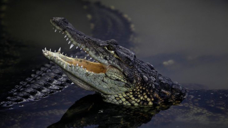 Cazador comido por cocodrilos