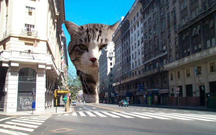 gato edificios