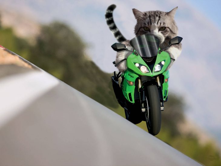 gato moto