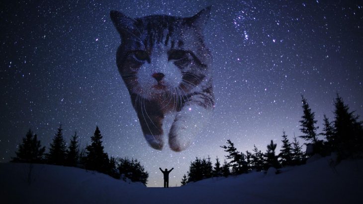 gato espacio