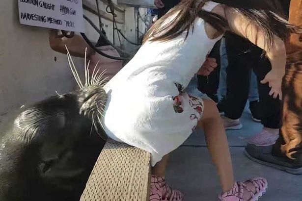León marino atrapa a una niña
