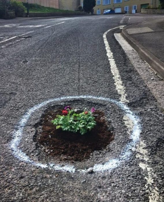 bache plantas