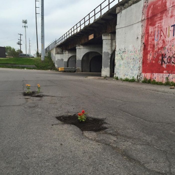 plantas en calles