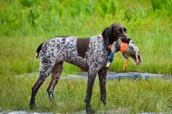 Perro de caza