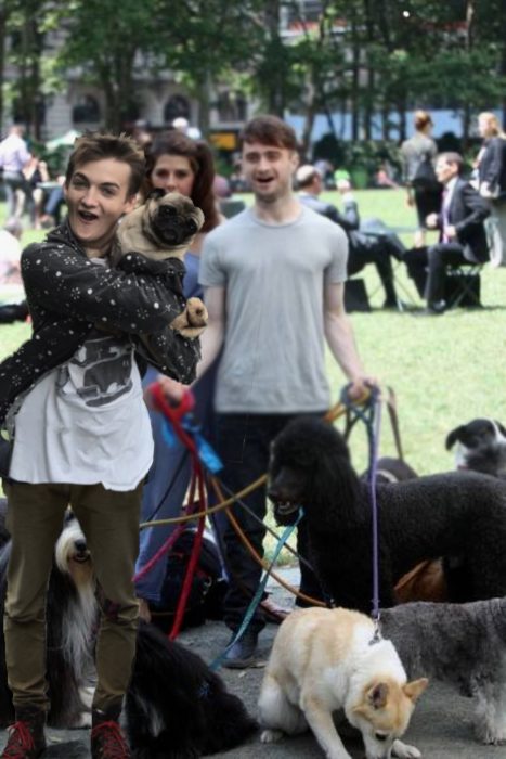 Jack Gleeson Pug meme King Joffrey