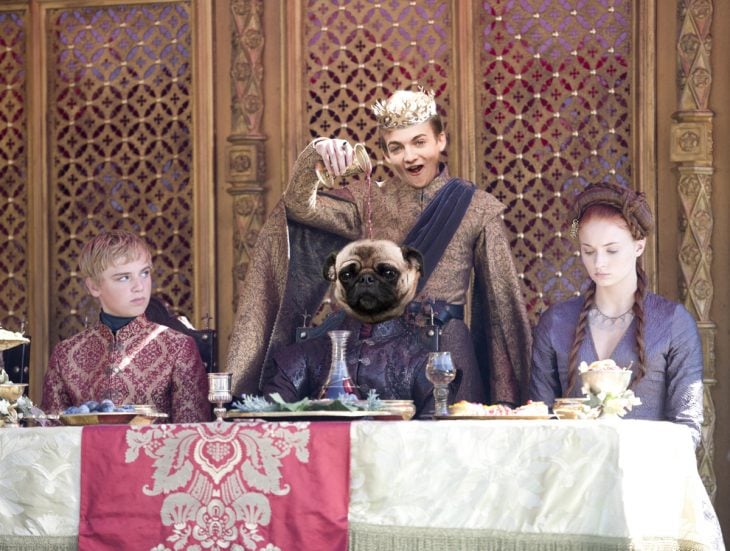Jack Gleeson Pug meme King Joffrey