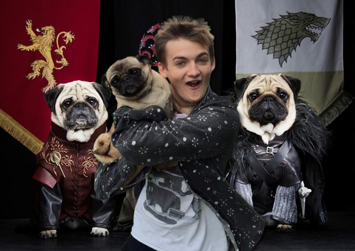 Jack Gleeson Pug meme King Joffrey