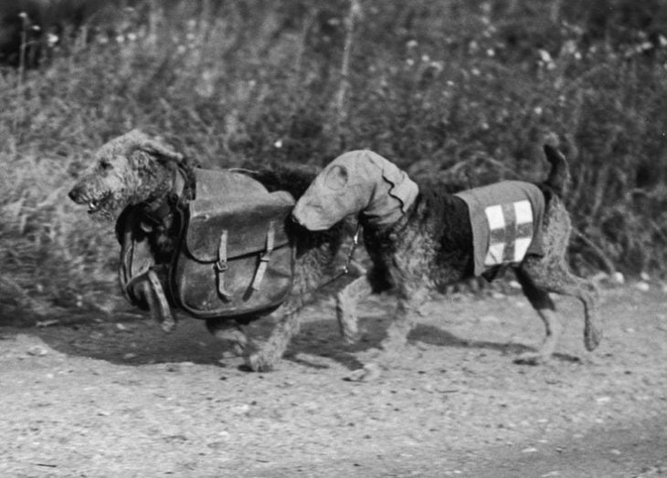 animales durante la guerra inglaterra