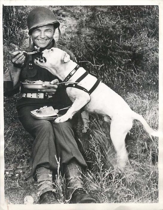 perros guerra inglaterra