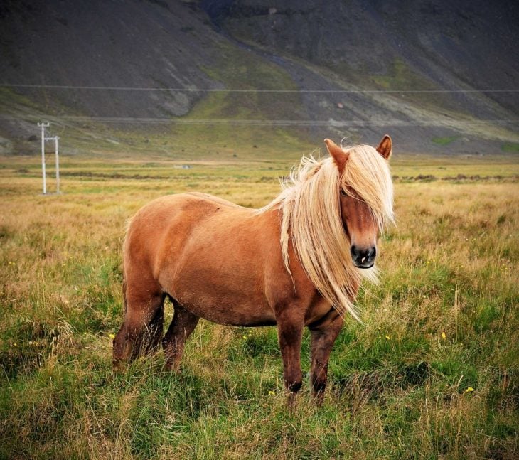 caballo islandia