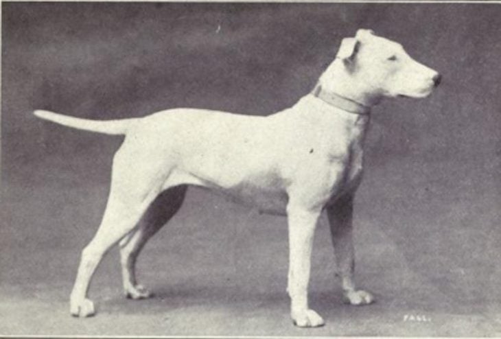 Bull Terrier