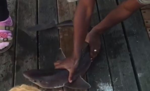 Atrapa tiburon