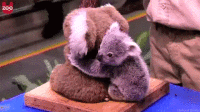 gif koala abrazando a un peluche