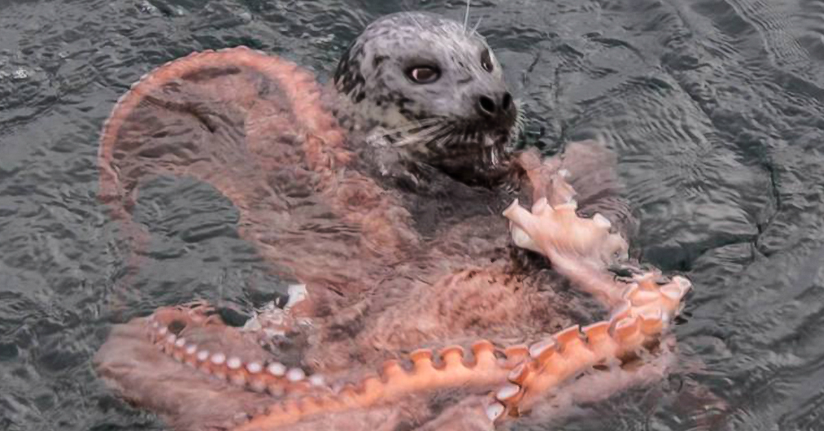 Batalla a muerte entre una foca hambrienta y un pulpo