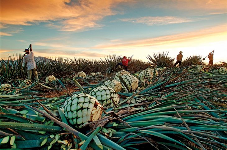 agave