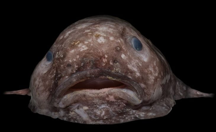 blob fish