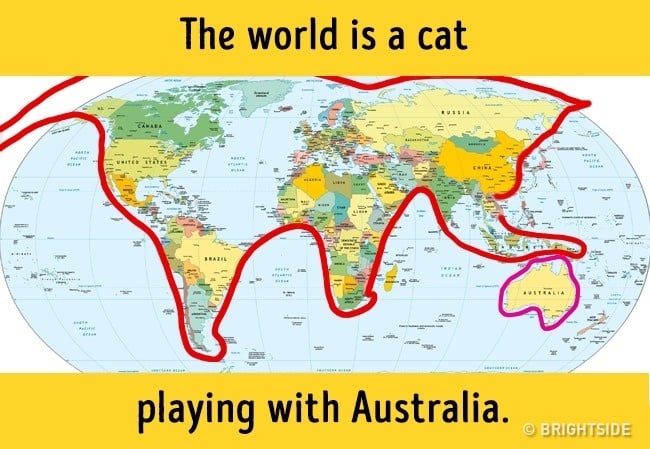 mundo gato