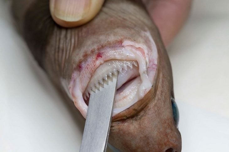 cookie-cutter-shark