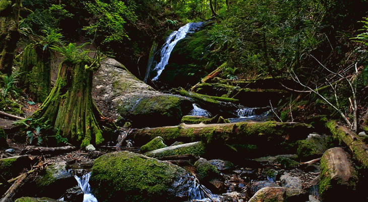 Cascada en el bosque