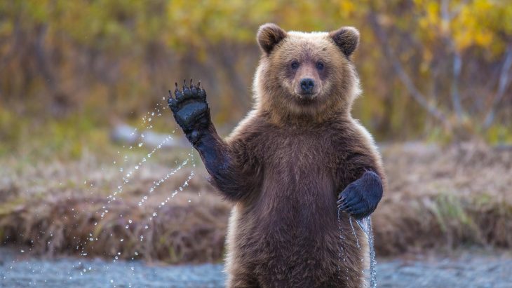 Osos de yellowstone serán cazados