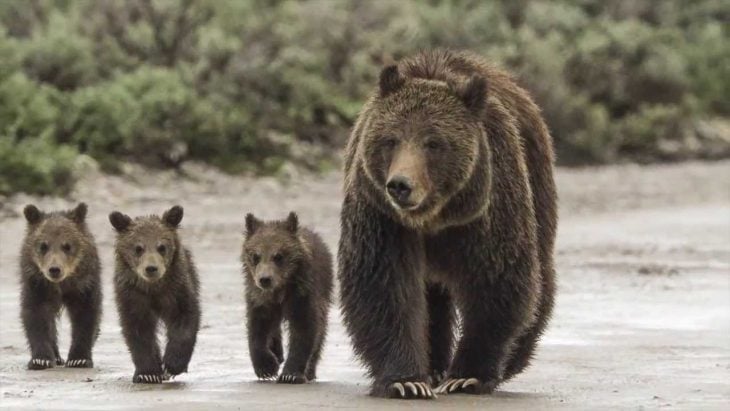 Osos de yellowstone serán cazados