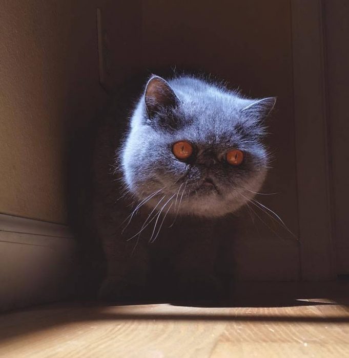 evil cat guerra de photoshop 1