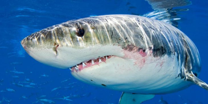 gran tiburón blanco de australia