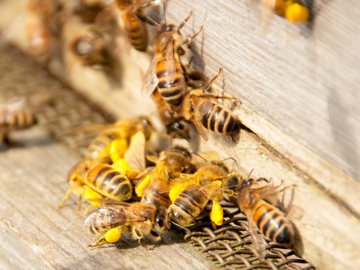 european honey bee