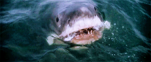 gif white shark tiburón blanco