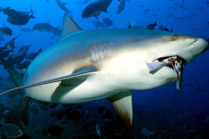 bull shark tiburón toro