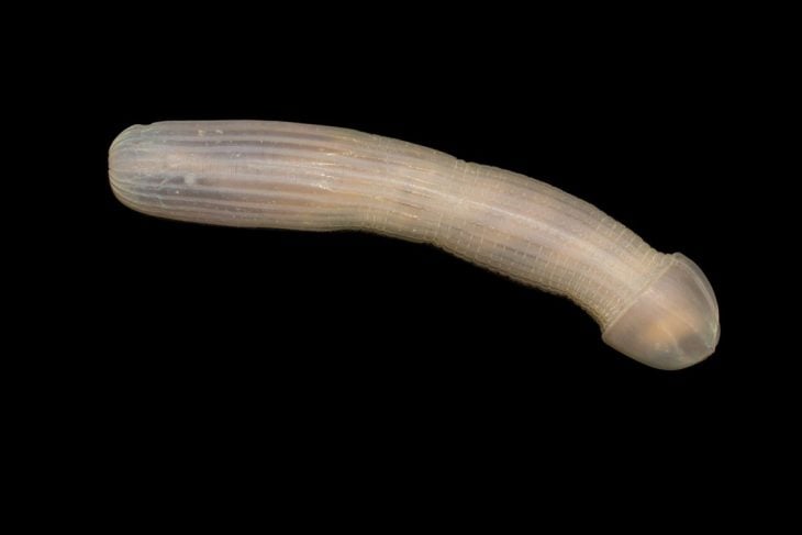 peanut worm