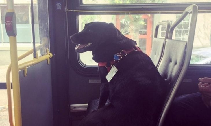 Perro viaja solo en el autobús