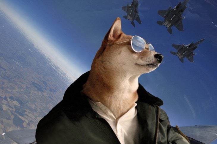 Perro Shiba en Batalla de Photoshop