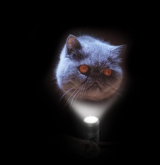 evil cat guerra de photoshop 4