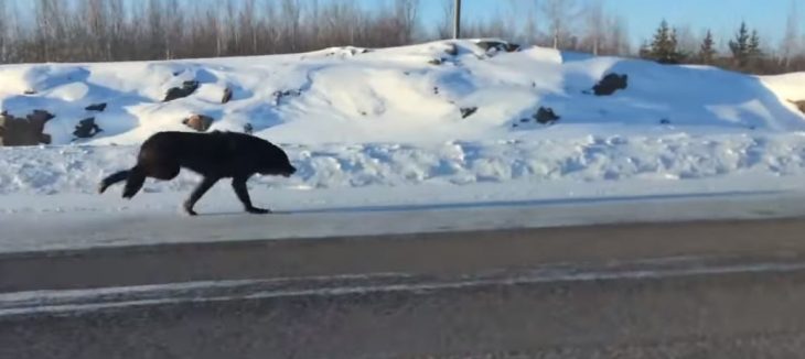 Lobo corriendo