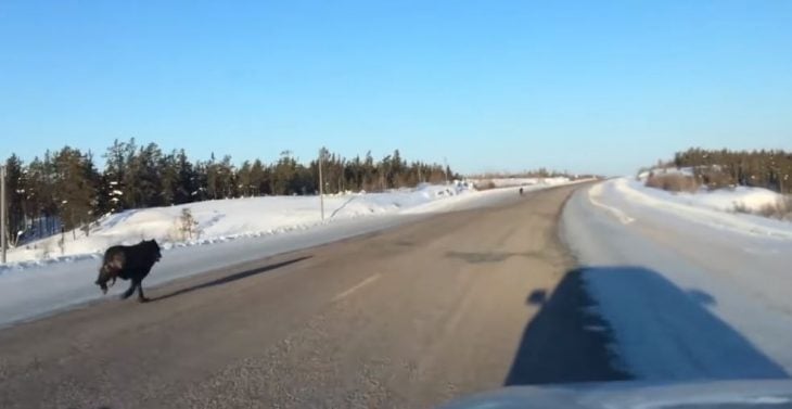 Lobos corriendo por la carretera