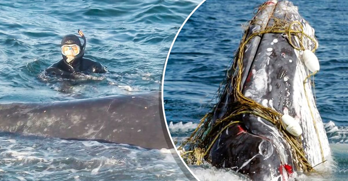 Buzo salva una ballena y después ella sorprendió a todos