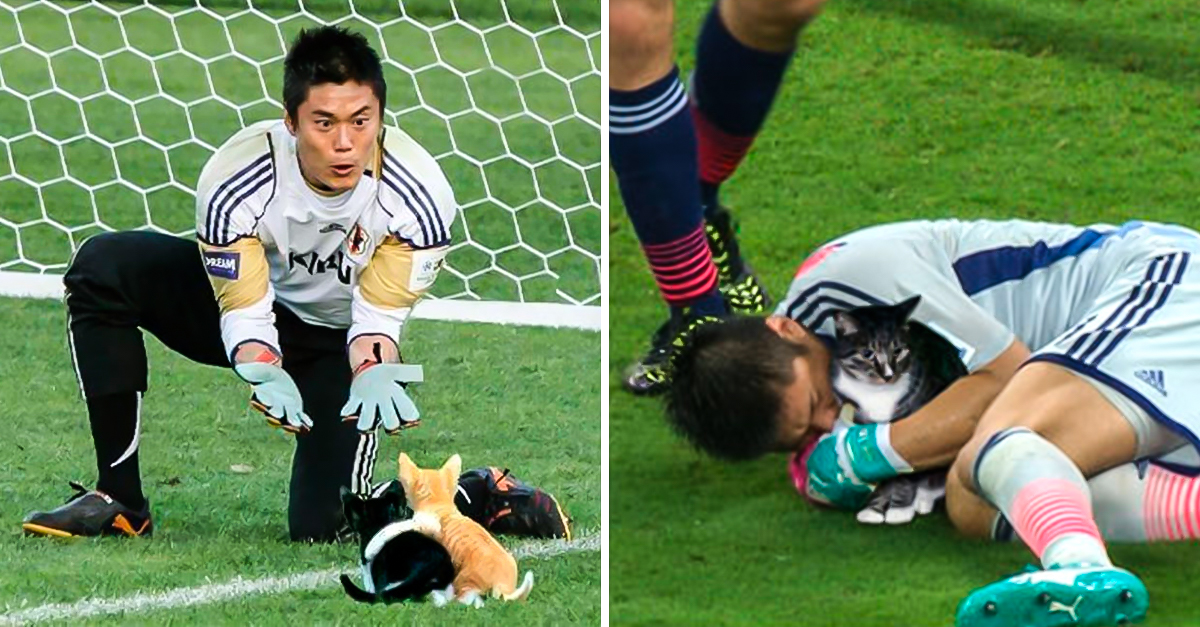Photoshop: reemplazan balón por gatos en fotos de fútbol