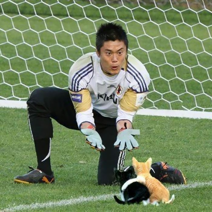 Photoshop gatos futbol