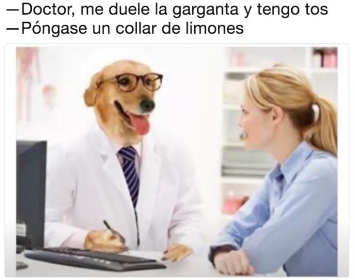 doctor perro