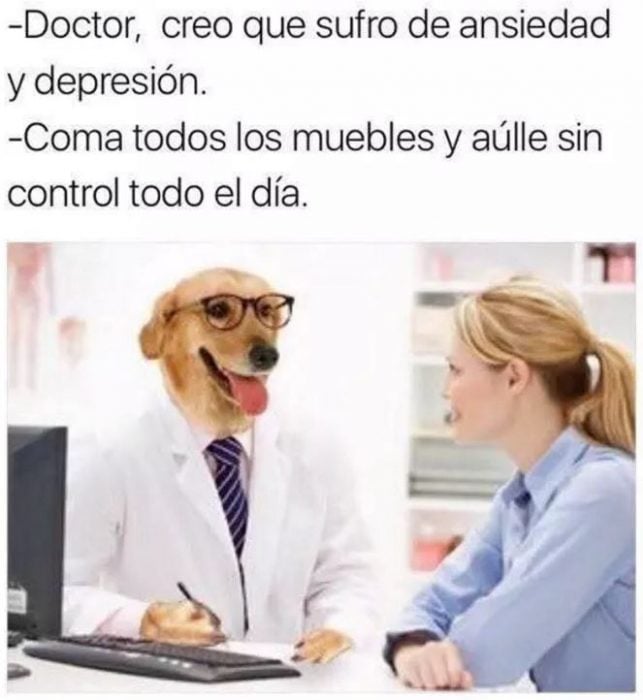 doctor perro