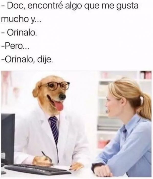 doctor perro