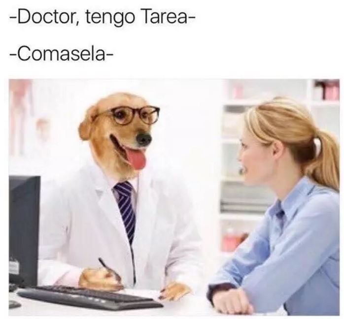 doctor perro