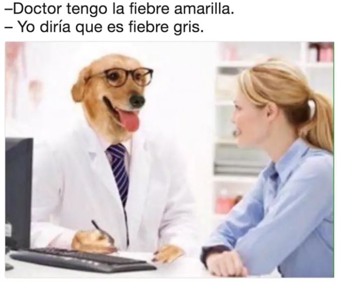 doctor perro