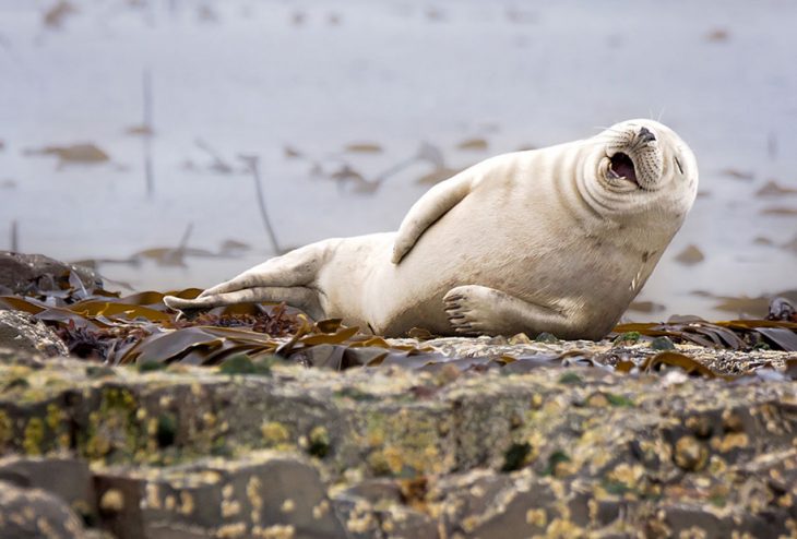 Foca ríendo